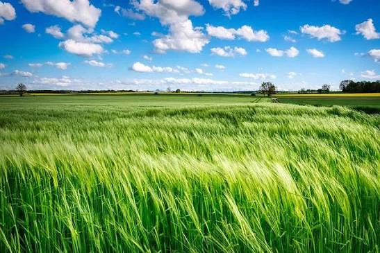 Arendez teren agricol extravilan