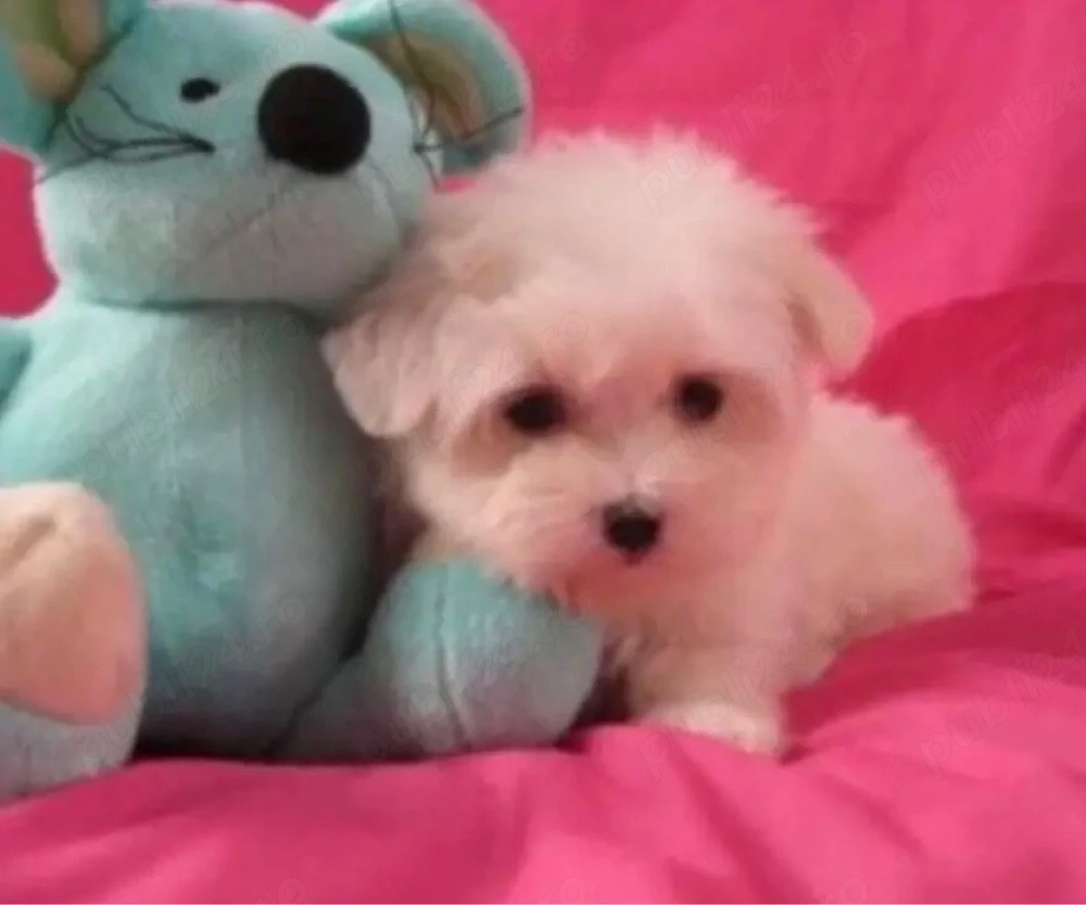 bichon maltez alb pufos 2 luni