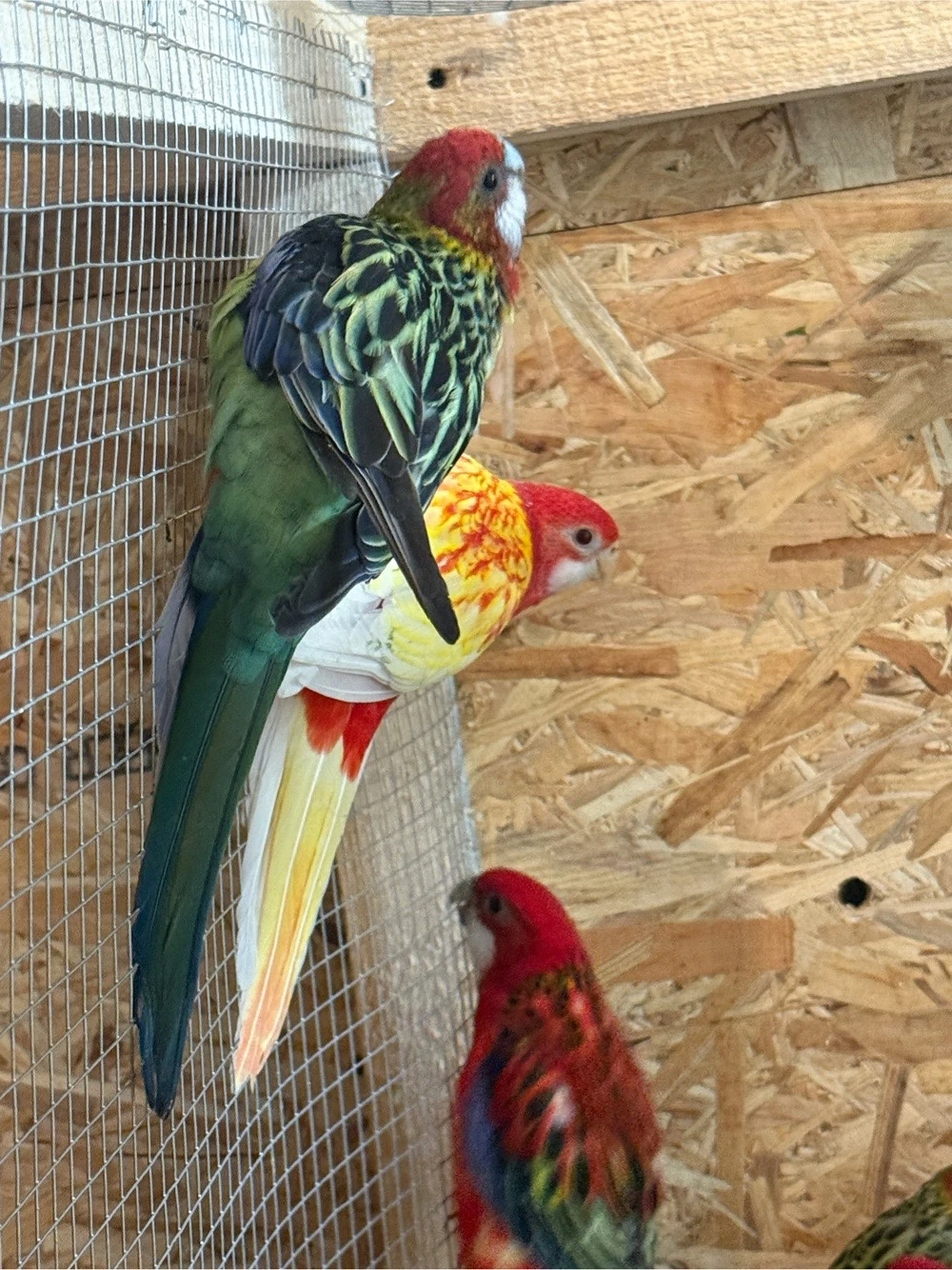 Papagali Rosella
