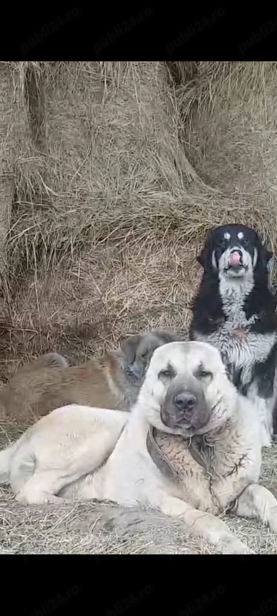 Vând mascul kangal