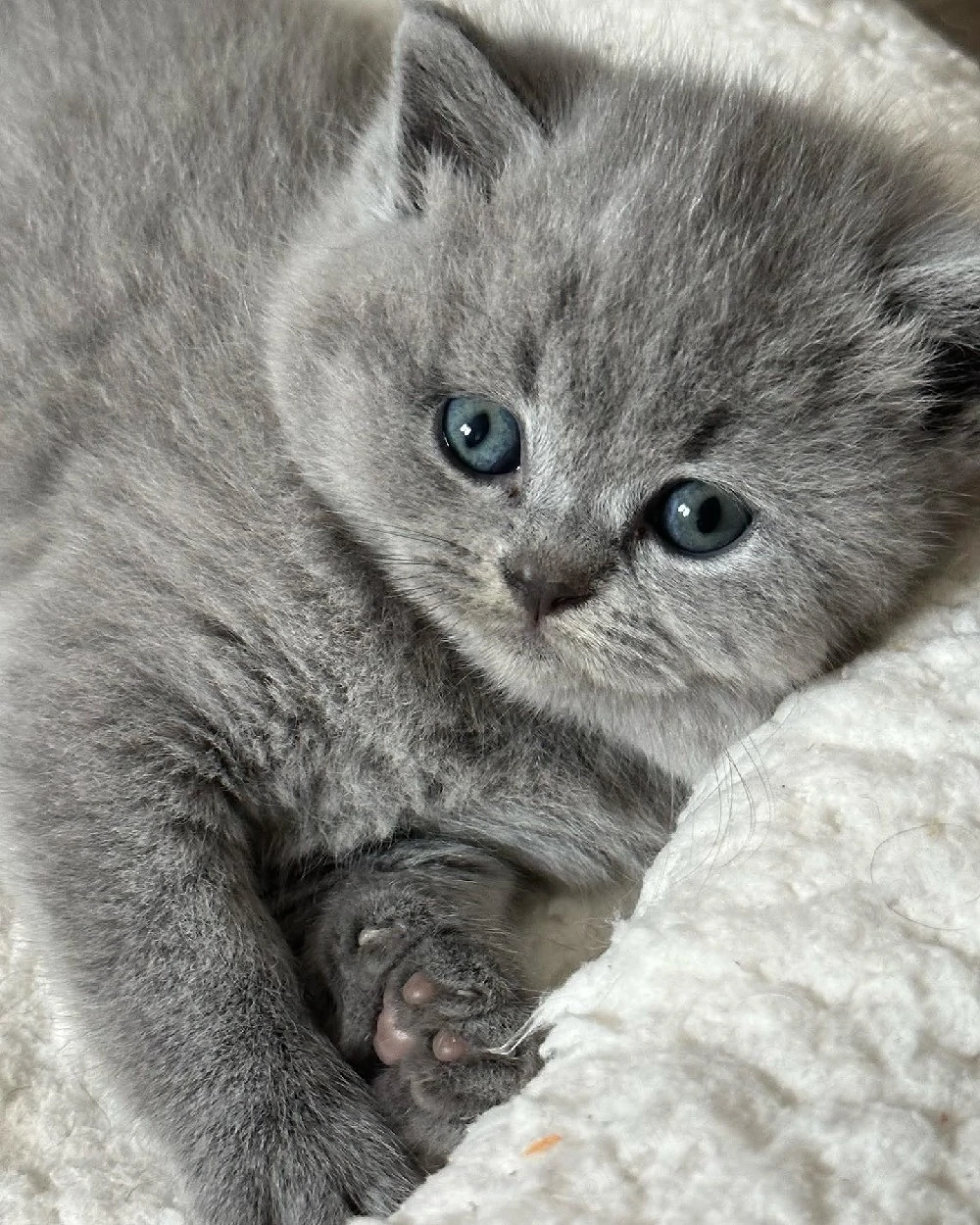 british scottish fold de exceptie