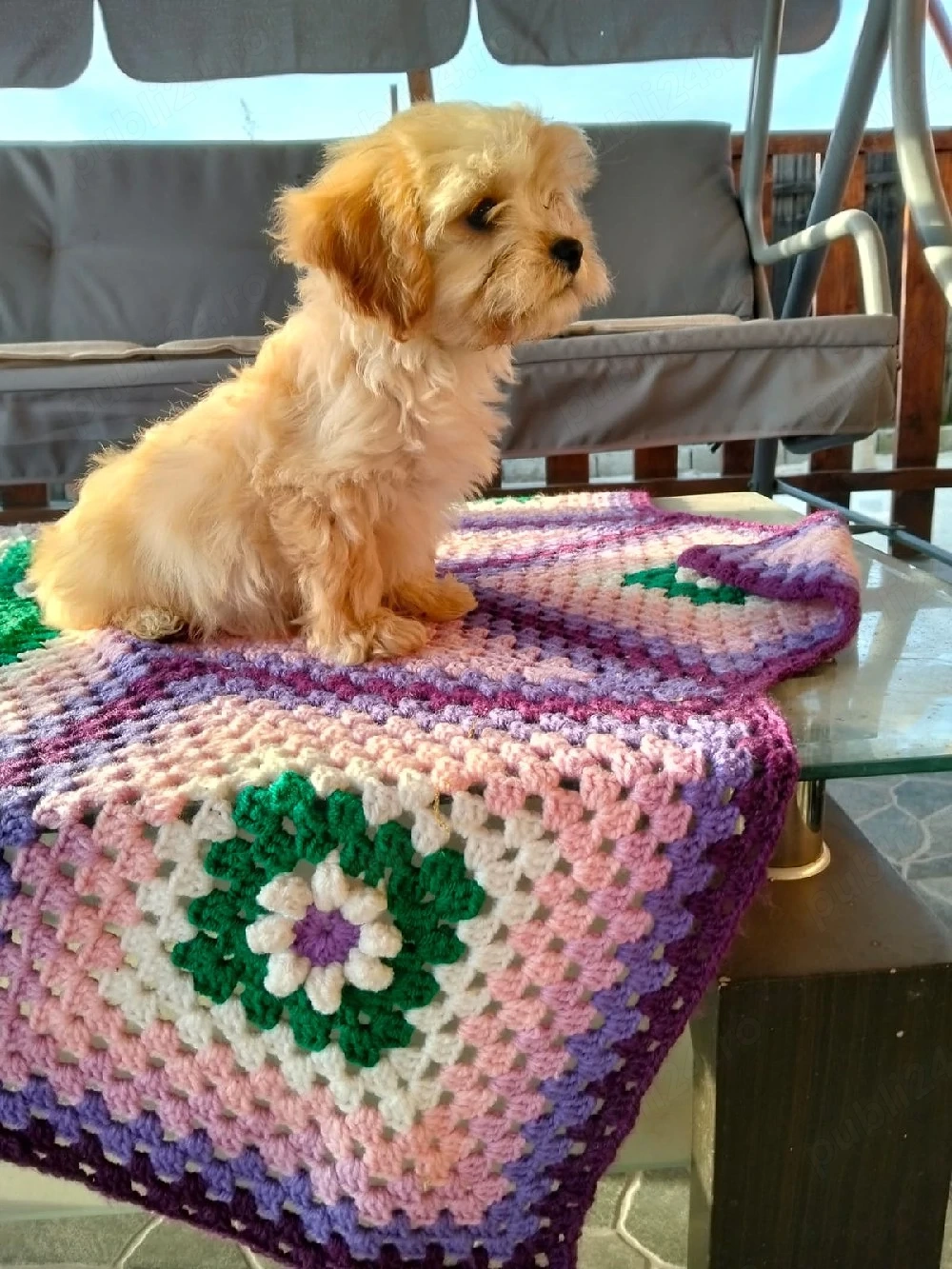 Pudal red (Cavapoo) fetite si baeti