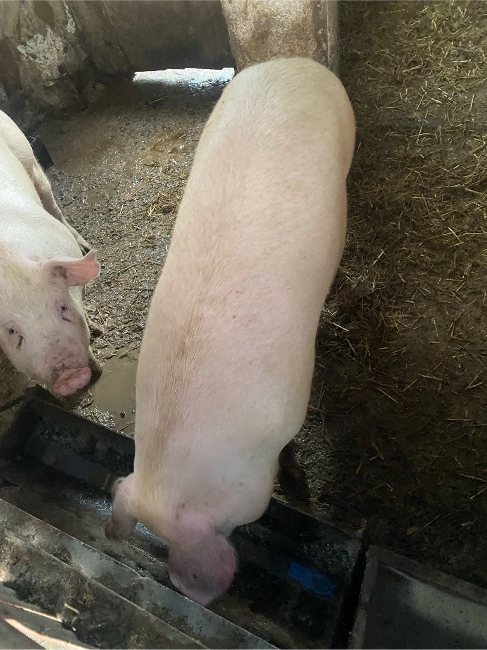 porci de vanzare 11 ron kg
