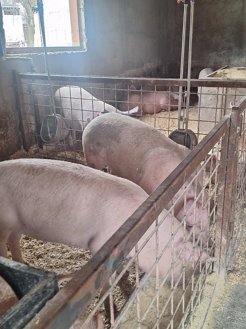 purcei si porci mari