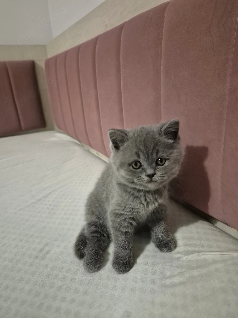 vand pui british Shorthair 
