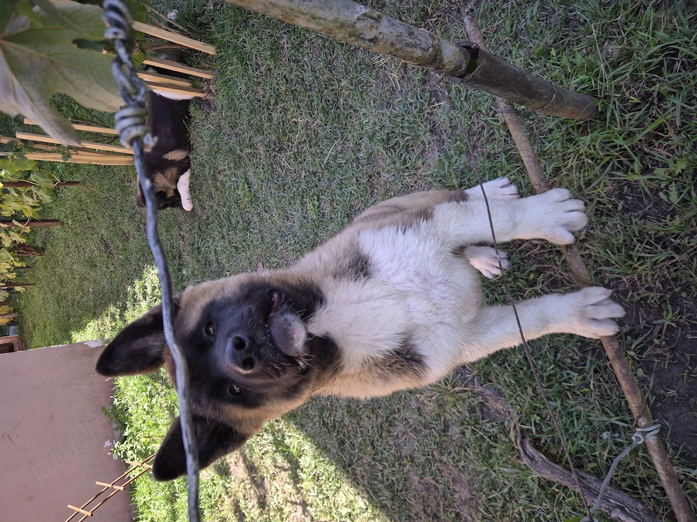 Akita America caută familie iubitoare!