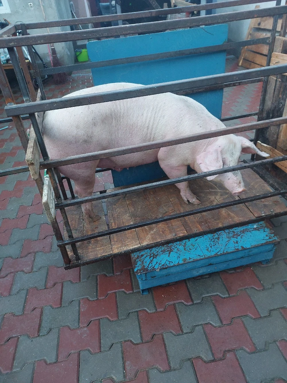 vând porci. pe cântar..9 lei kg