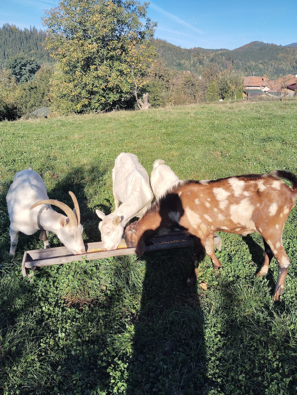De vânzare 2 capre și o iadă saanen și un țap anglonubian 