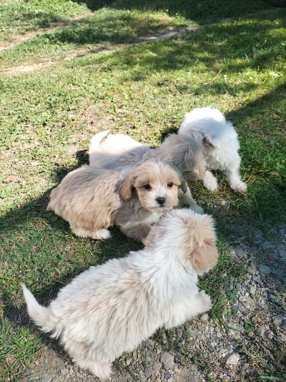 bichon maltez
