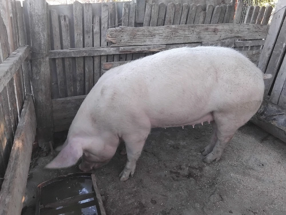 Vând porc 140 - 150 kg, crescut bio în gospodărie   Caracal