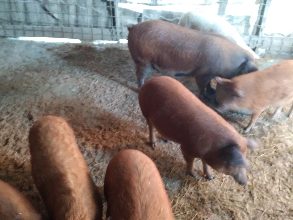 De vânzare scroafe și porci 