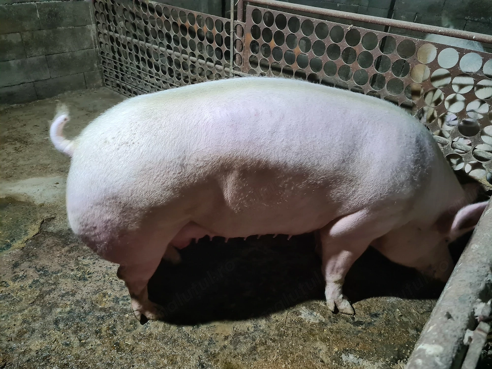 Vor sa plece la un alt proprietar iubitor 