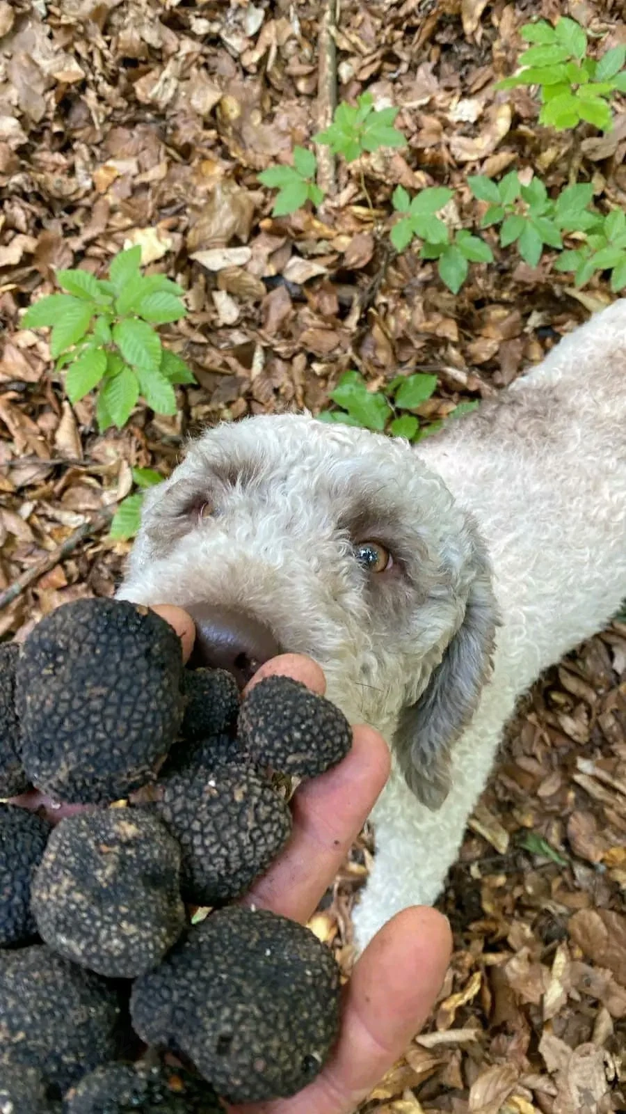 Cățelușe Lagotto