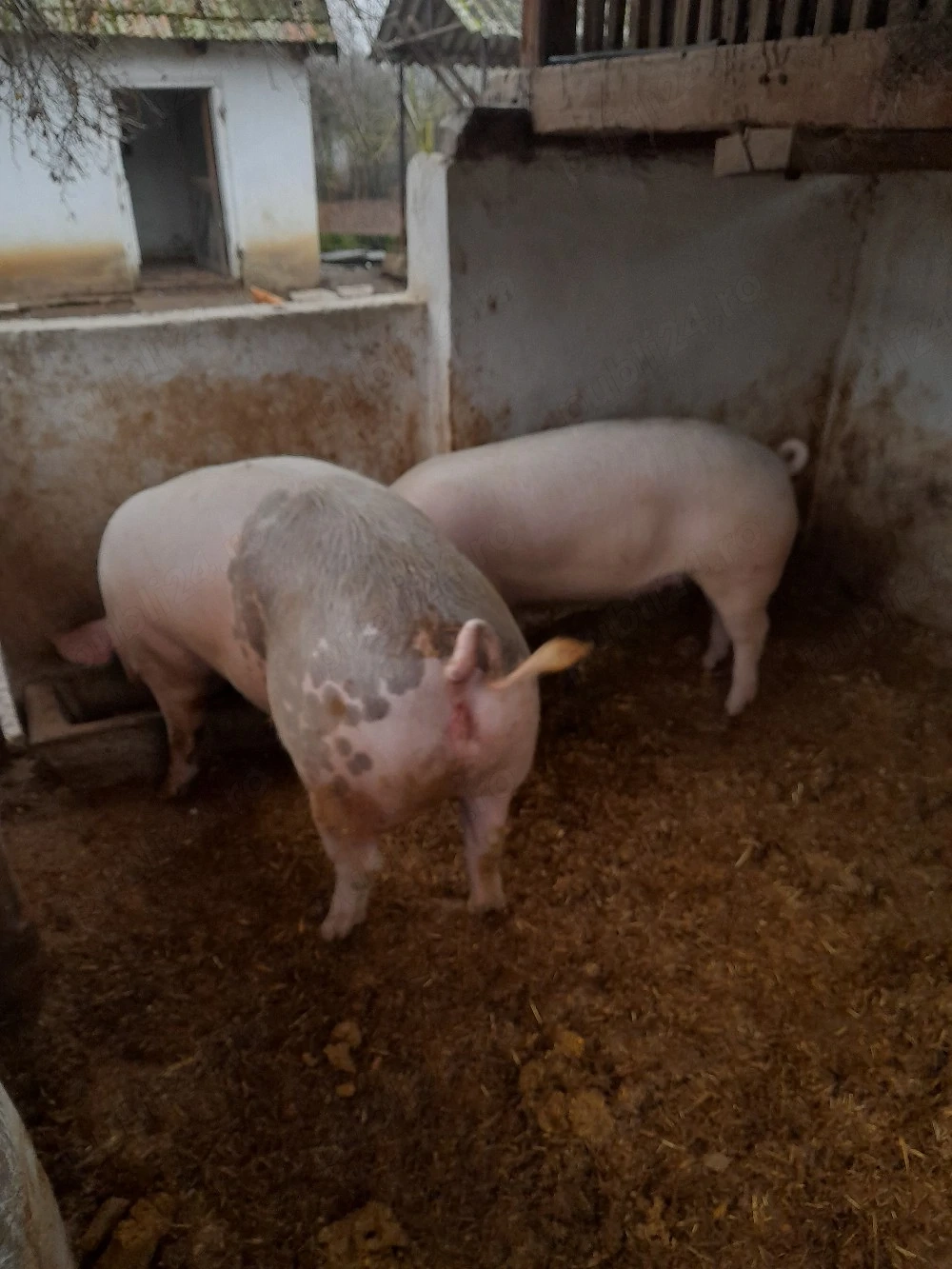 vand porci 