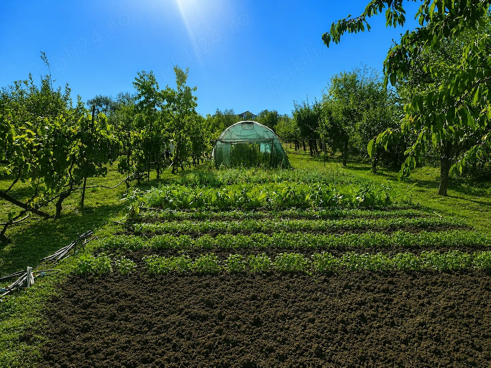 Proprietate 44 ari, casă + livadă + vie   acces pe 2 laturi
