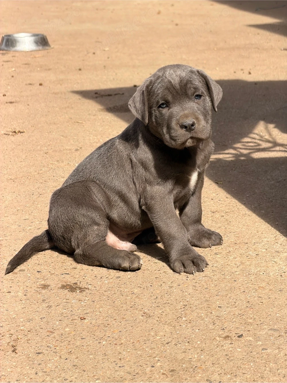 Câini Cane Corso 