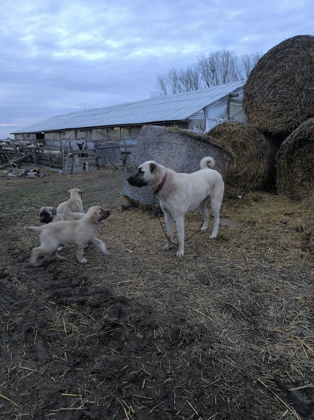 Cățeaua Kangal învață la oi