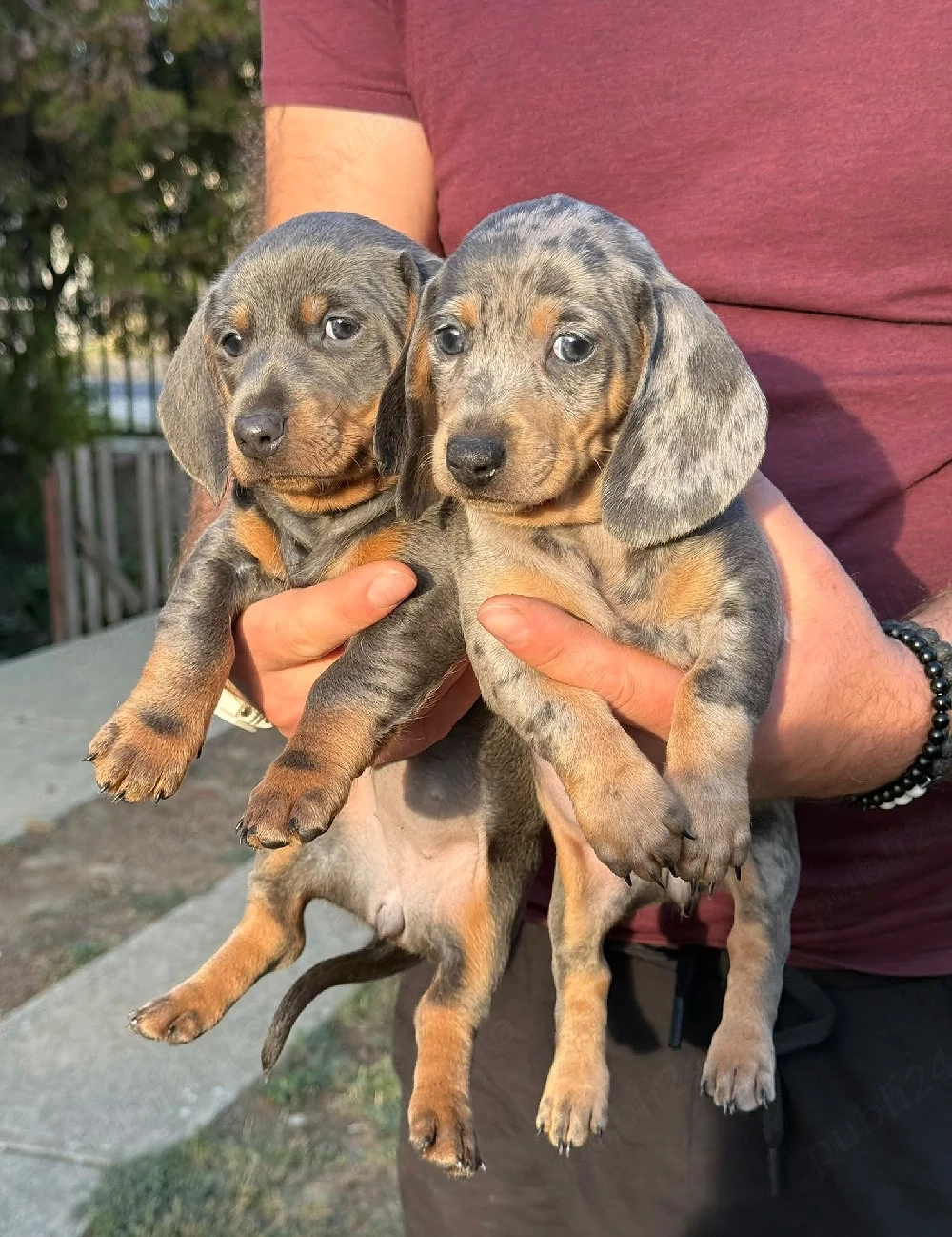 teckel fetite blue blue harlequin 