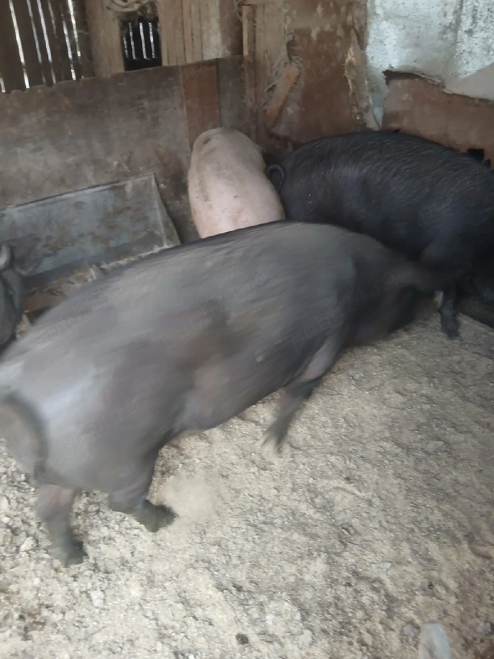 porci de vinzare
