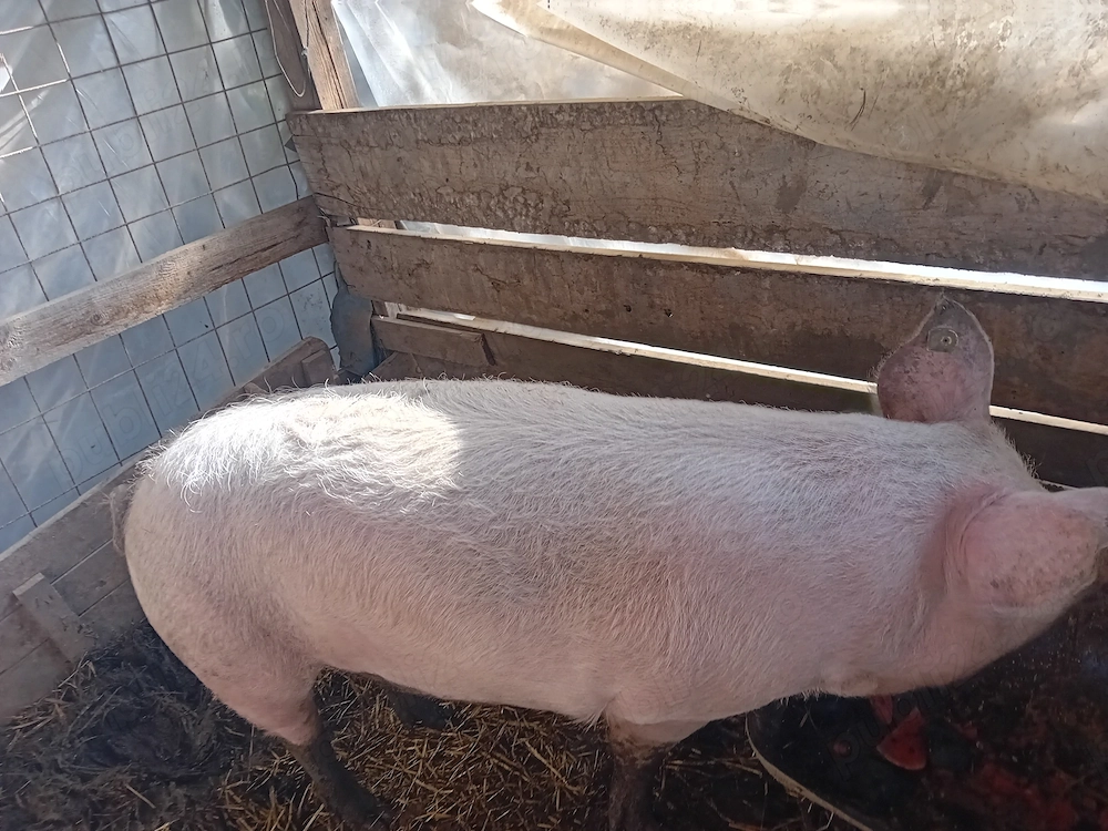 Vand porc 160 kg tinut fara concentrate