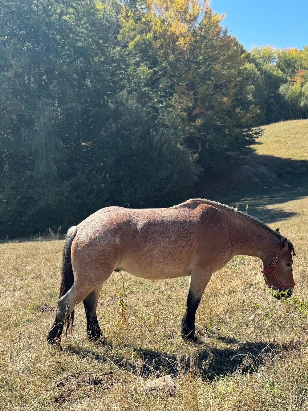 Cal de vânzare 