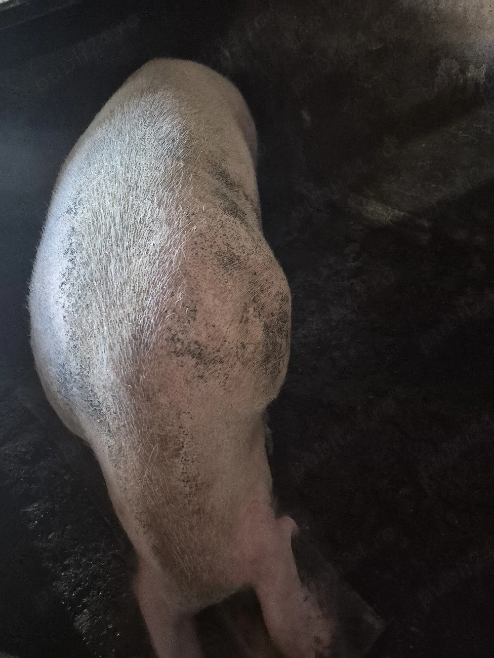 Porci mari de vânzare