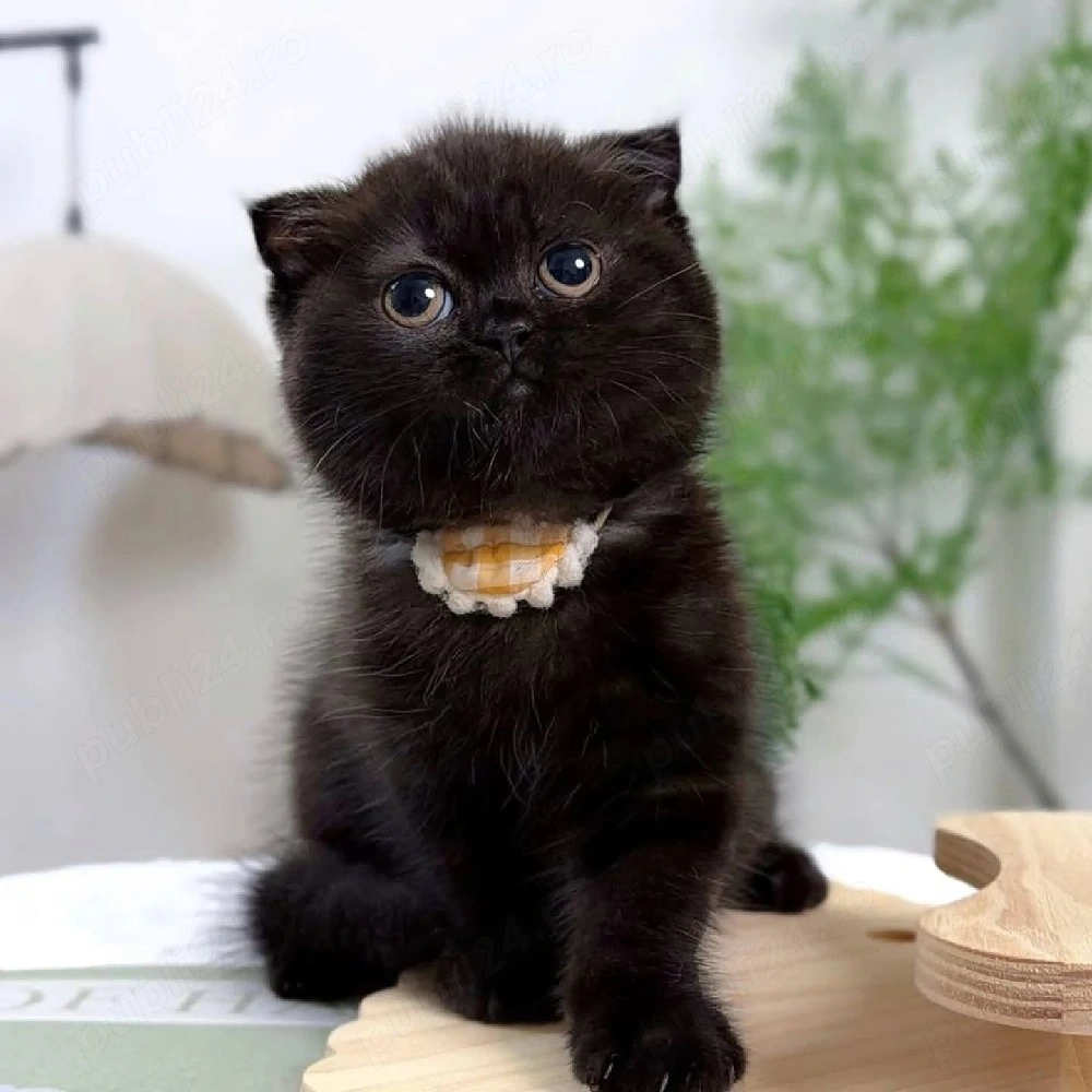 scottish fold ciocolatiu bleak rasa pura
