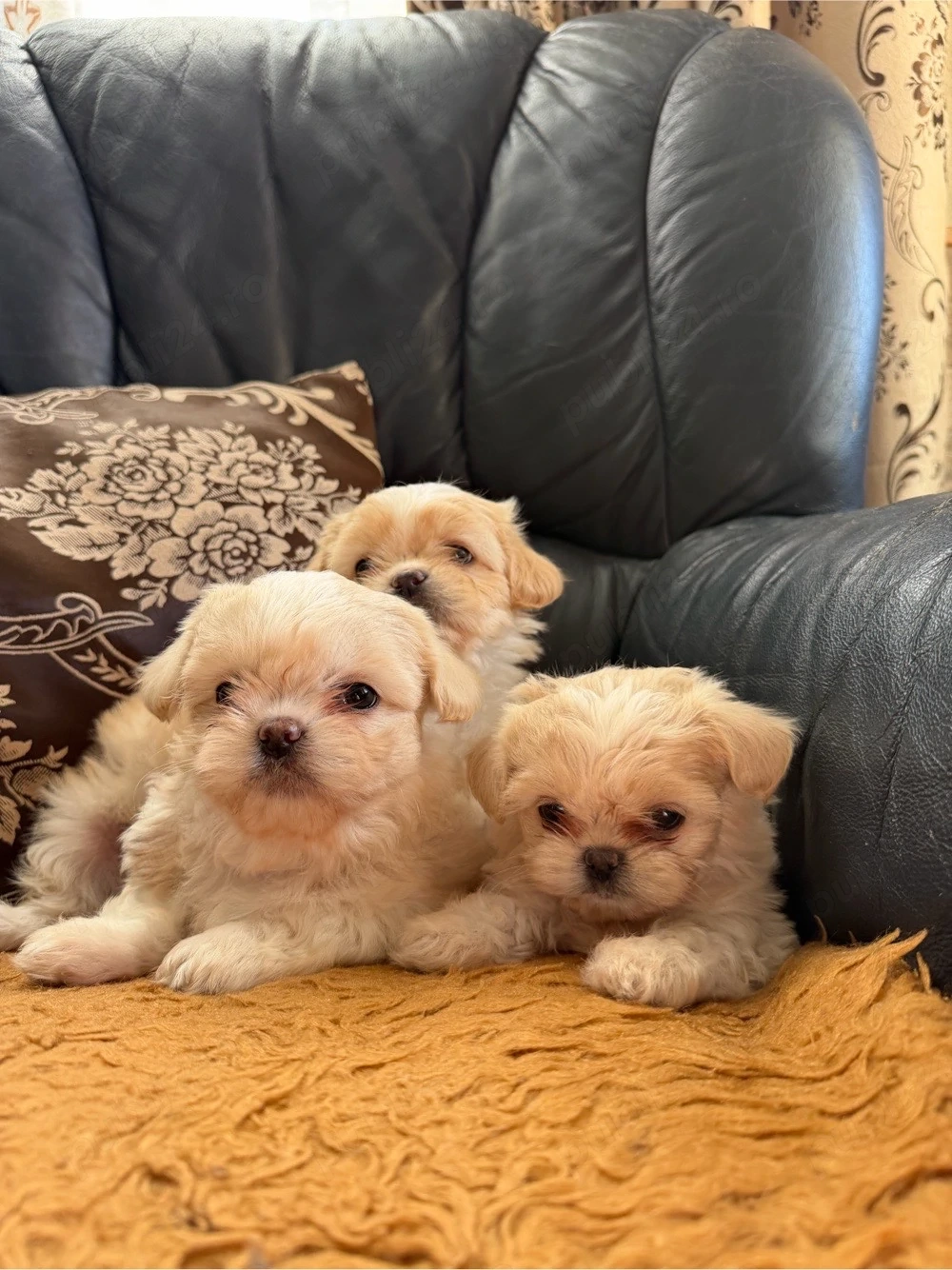 catei shih tzu