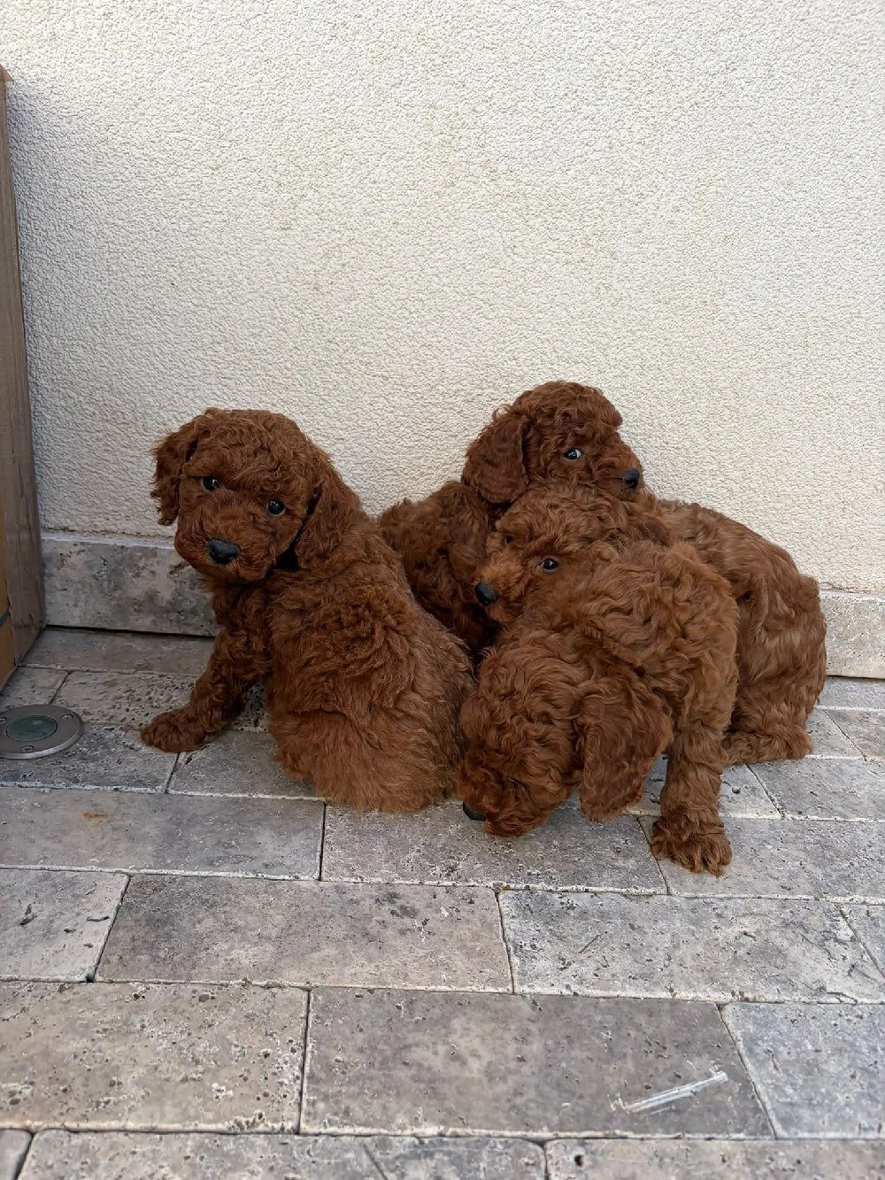 Pudeli RED toy!