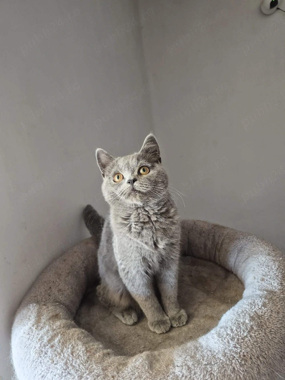 British shorthair