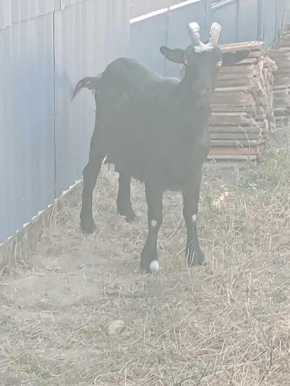 vand doua capre si o iada de asta primavara 