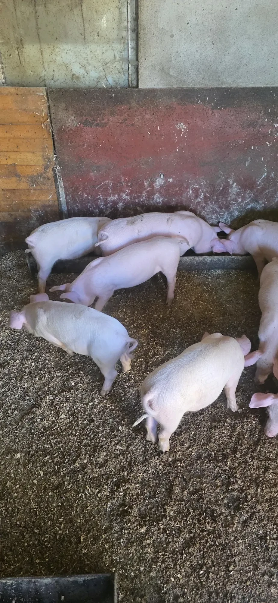 Vand porci 11 săptămâni 