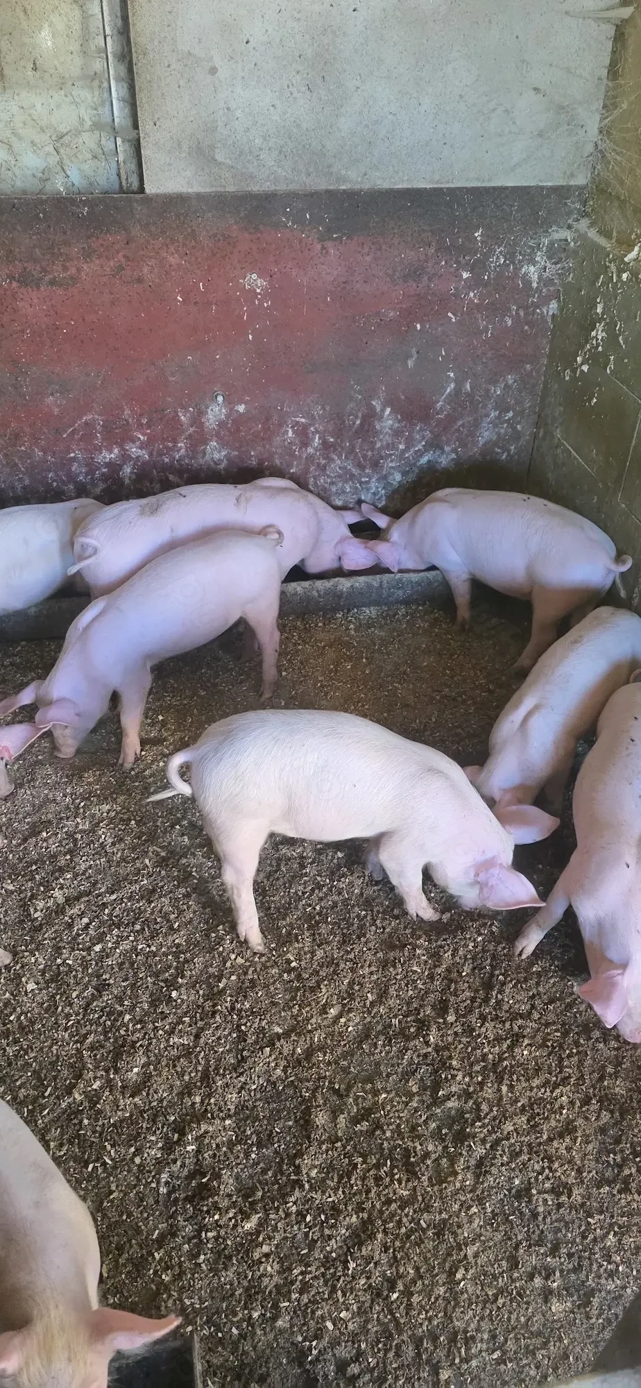 Vand porci 10 săptămâni 