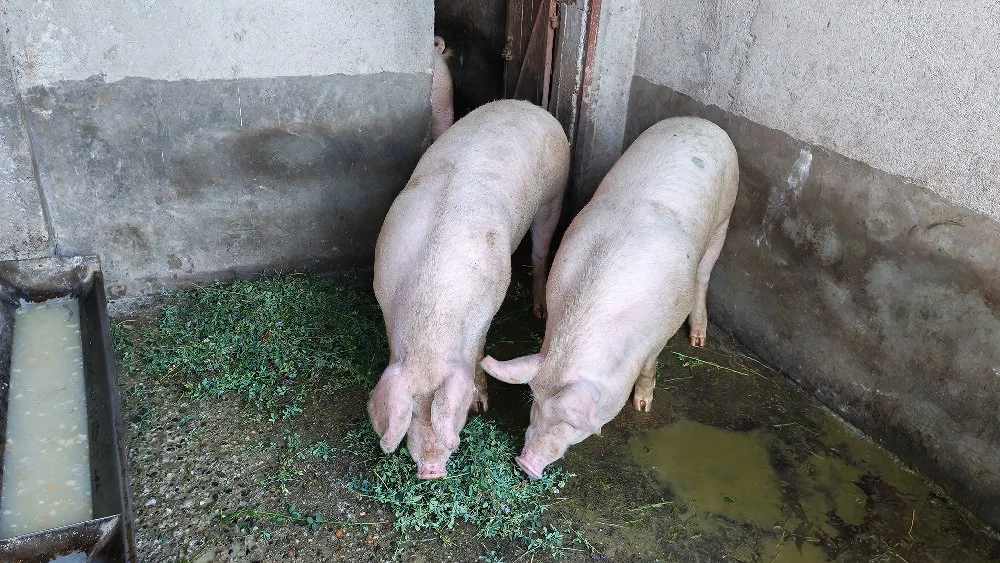 vand porci