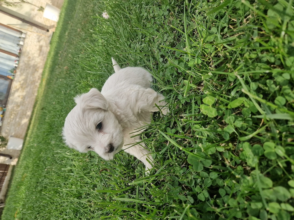 Pui de bichon maltez 