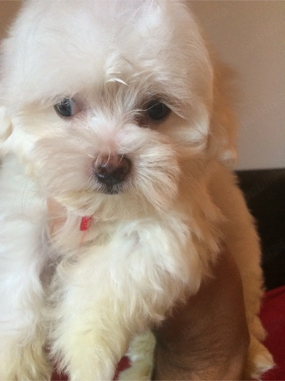 bichon maltez alb pufosenie 2 lunite