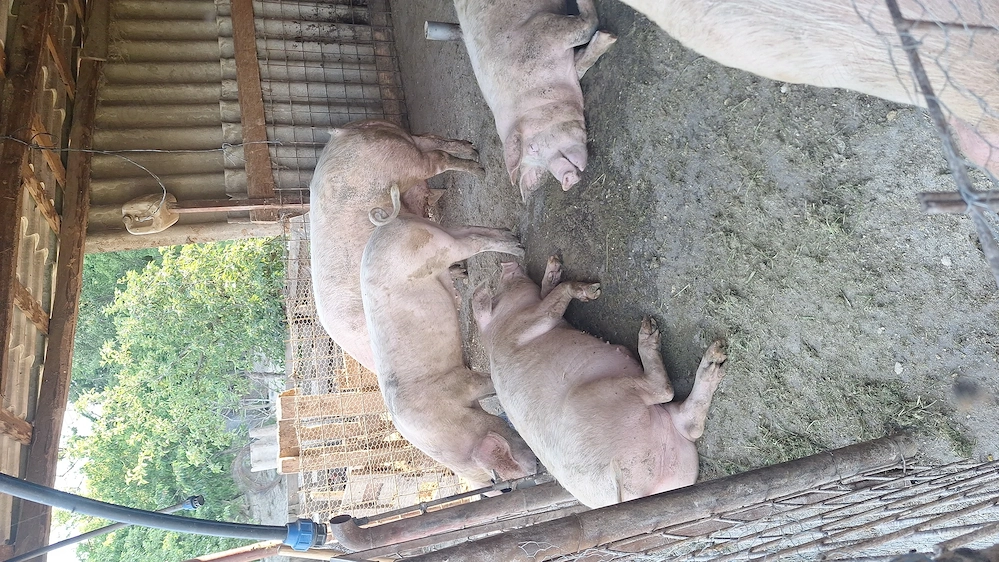 Porci sacrificat landras 
