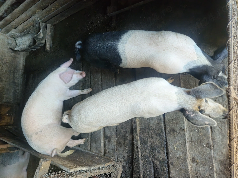 Porci de vanzare 