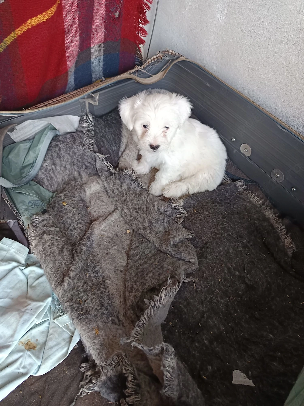 Pui bichon