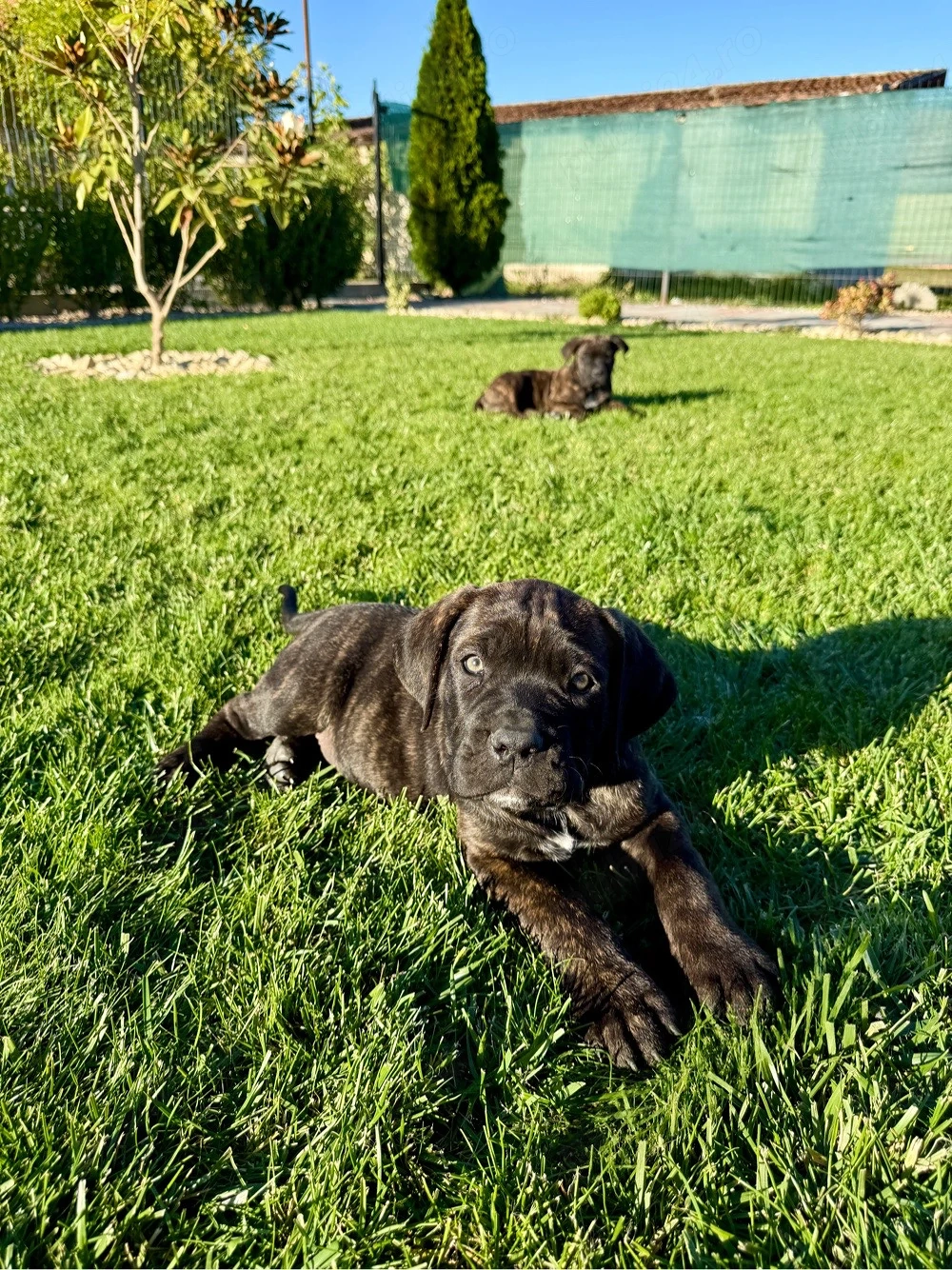 Căței Cane Corso