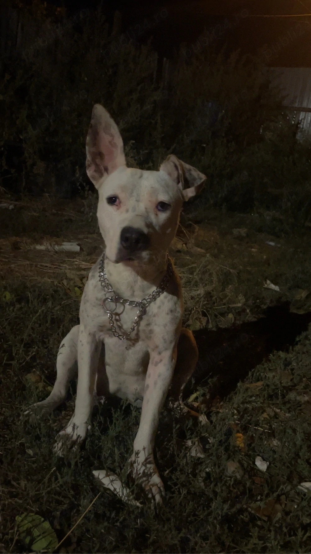Vand catea American Bully