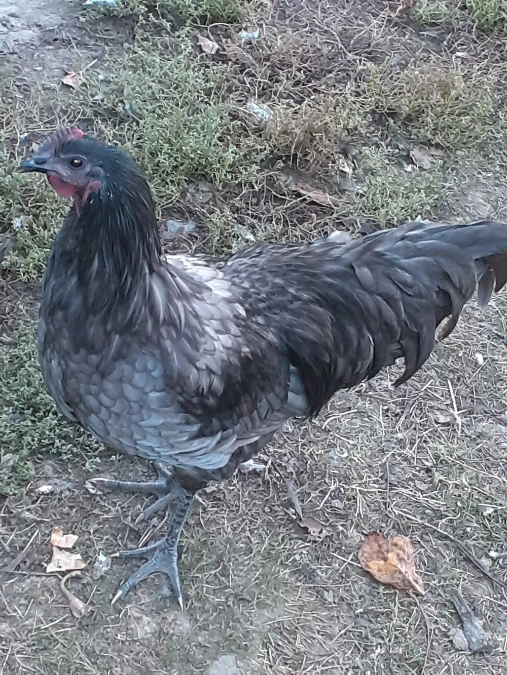 Vand cocos australorp