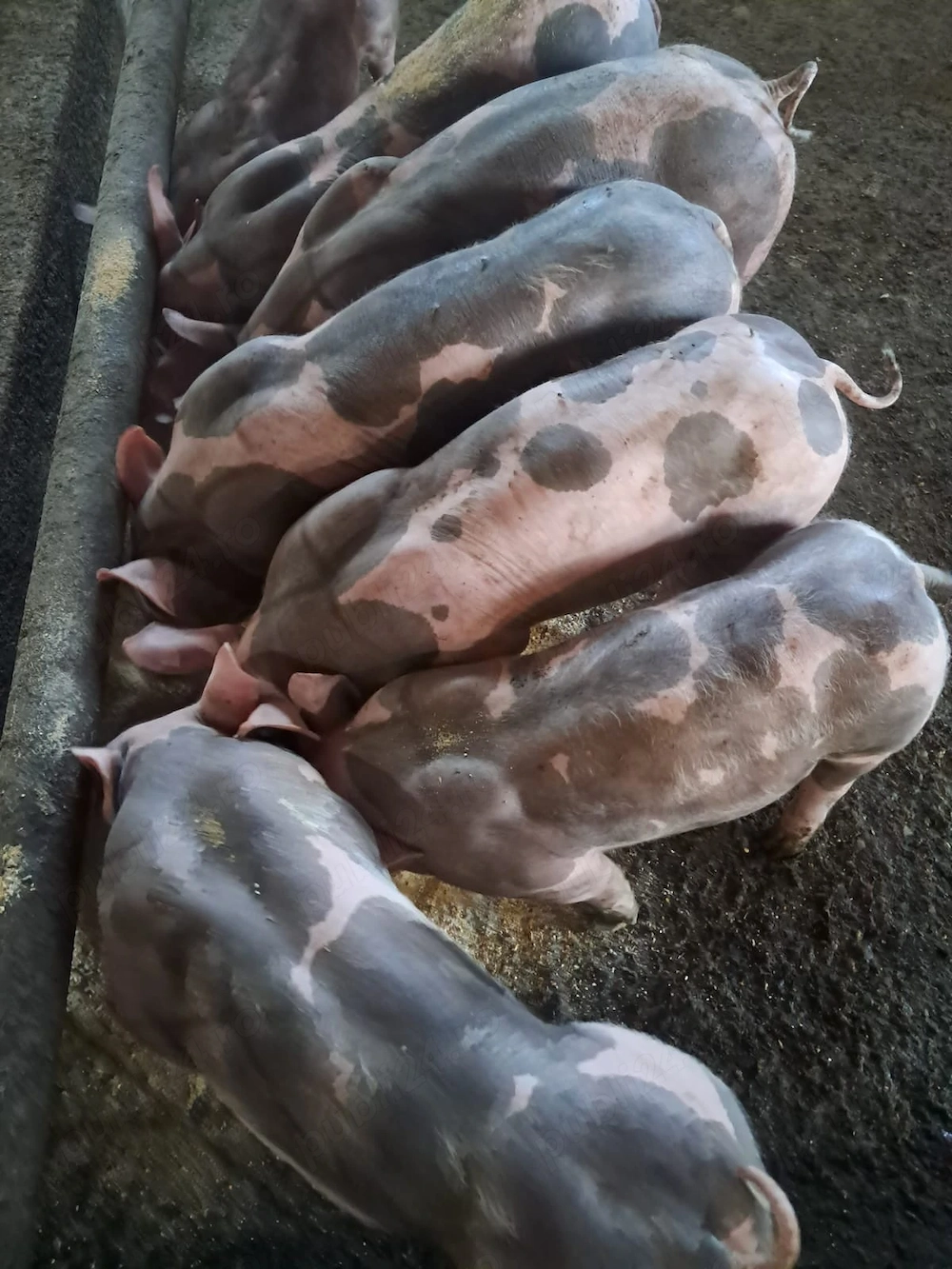 Vand purcei de rasa, landrace si pietrain