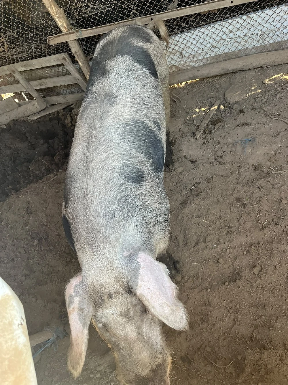 Porc pietrain