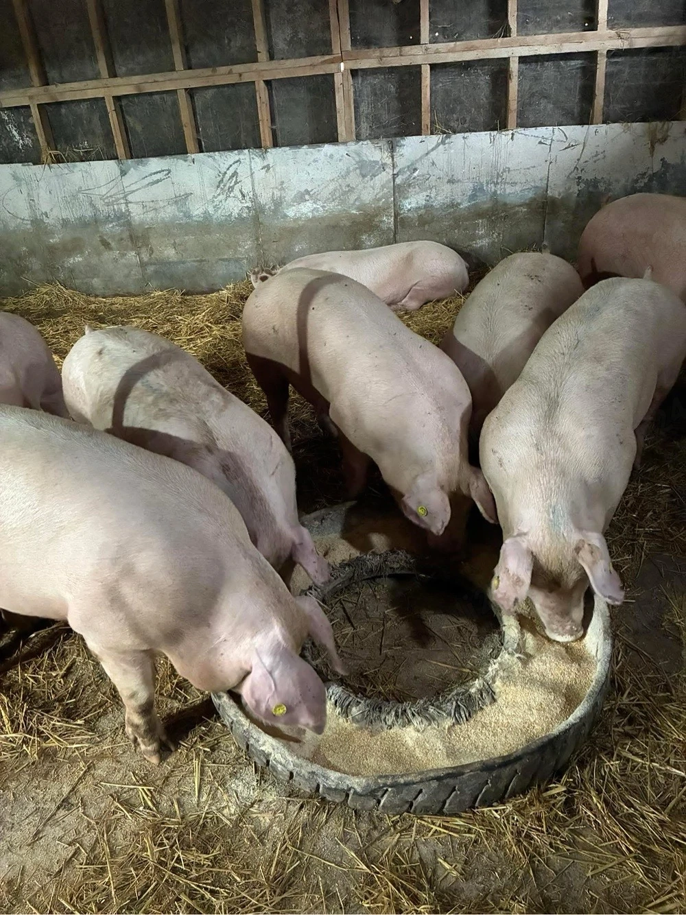 Porci 100-150 kg 