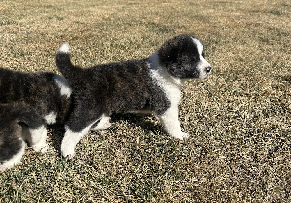 Akita Inu Brindle