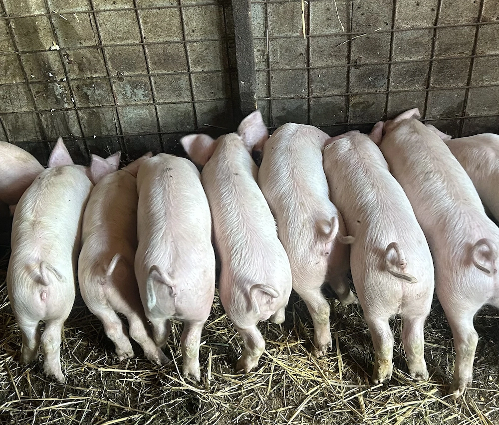 Purcei | Porc de carne | Calitate 