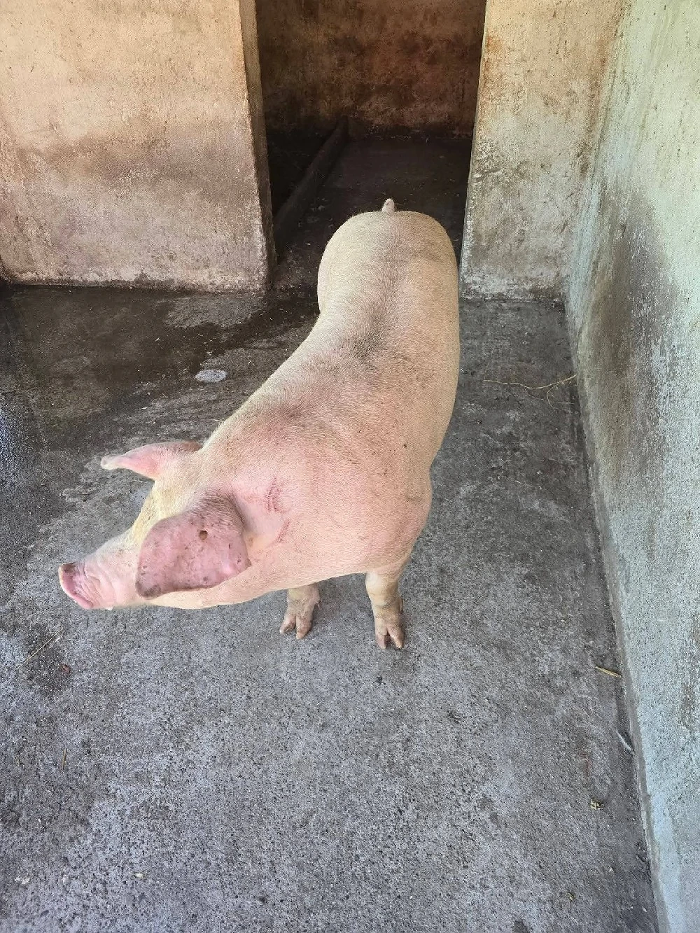 Porci rasa carne la vanzare!