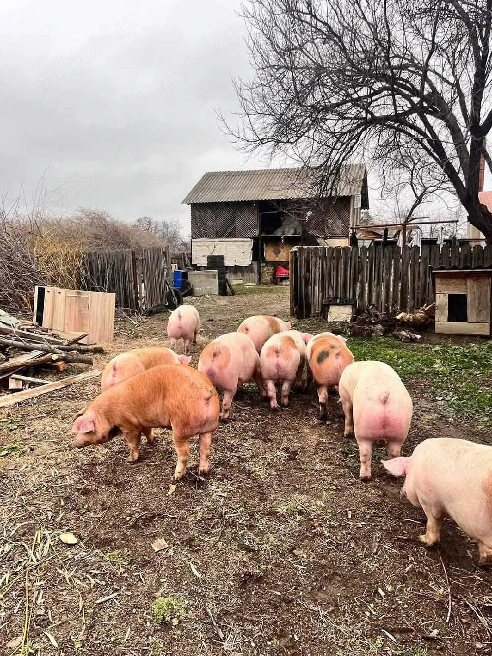 Porci RASA carne!