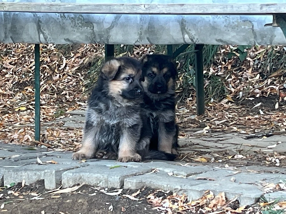 Pui ciobanesc german 